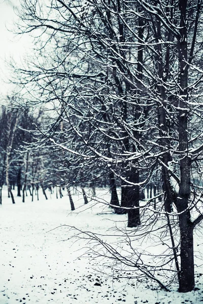 Vacker Utsikt Över Kala Träden Vinter Skog — Stockfoto