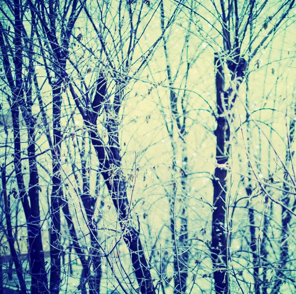 Заморожені Дерева Покриті Снігом Зимовому Лісі — стокове фото