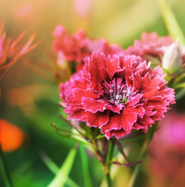 Szép Piros Virágok Elmosódott Háttér — Stock Fotó