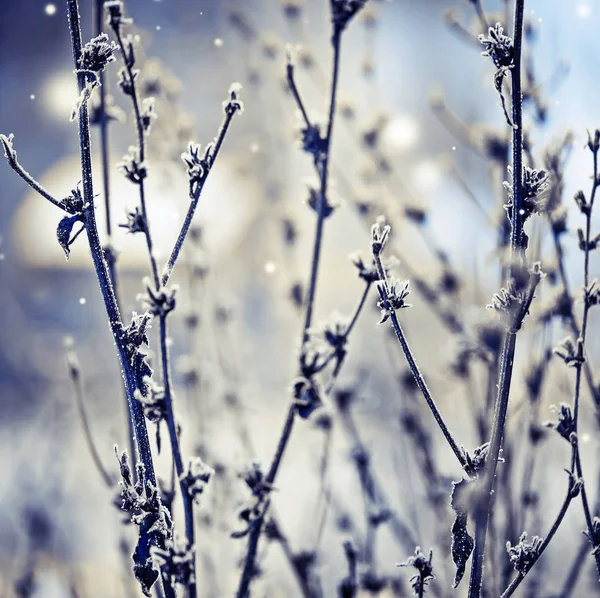 Hoarfrost Ile Dondurulmuş Bitkilerin Closeup Görünümü — Stok fotoğraf