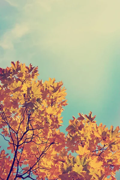 Vista Inferior Belos Galhos Árvore Outono Dourado — Fotografia de Stock