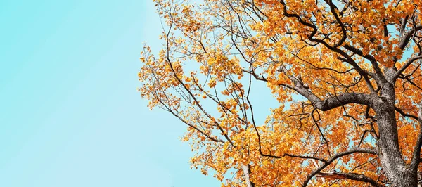 Bottom View Beautiful Golden Autumn Tree Branches — Stock Photo, Image