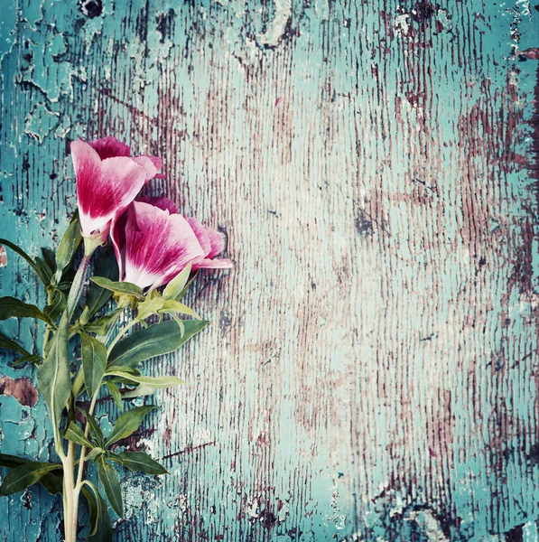 Úžasné Kvetoucí Květiny Listy Byliny — Stock fotografie