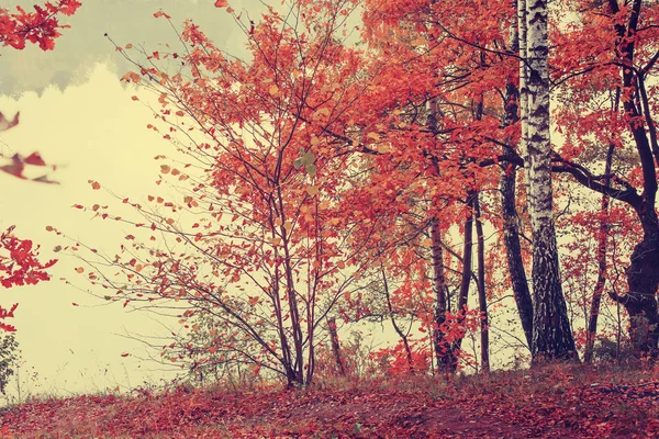 Vue Panoramique Sur Belle Forêt Dorée Automne — Photo