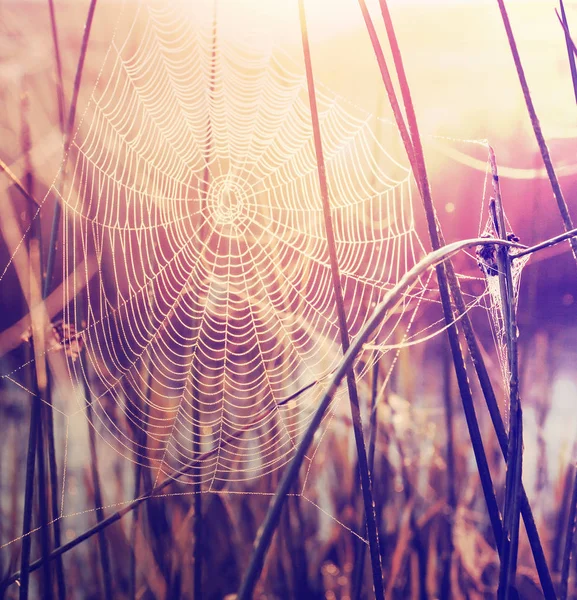 closeup view of spiderweb on plants under sunset