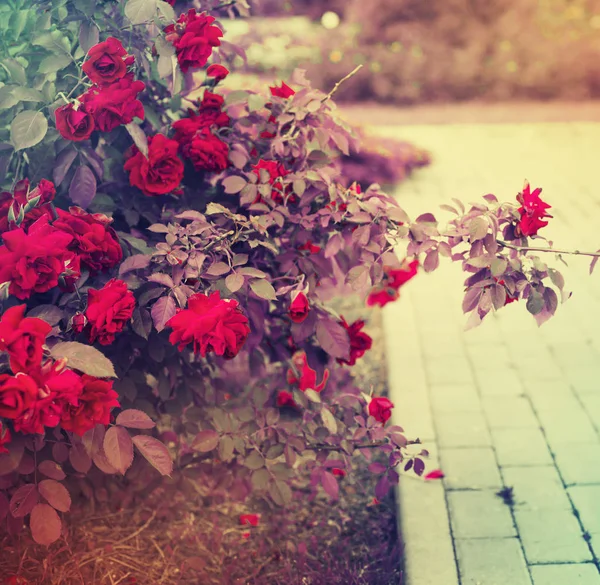 path in garden with blooming red rose bushes