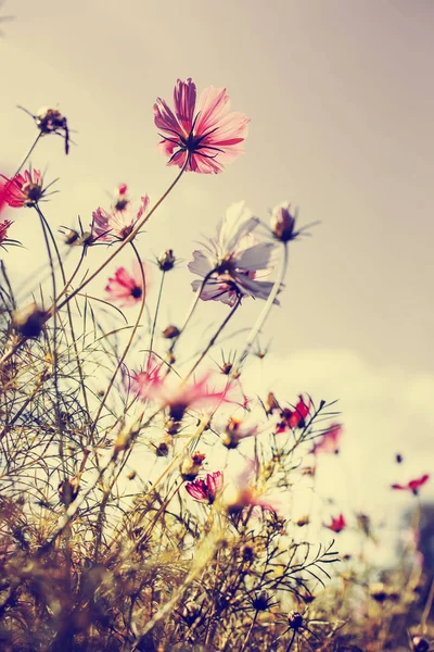 Sevimli Küçük Çiçekler Orman Çayır Üzerinde — Stok fotoğraf