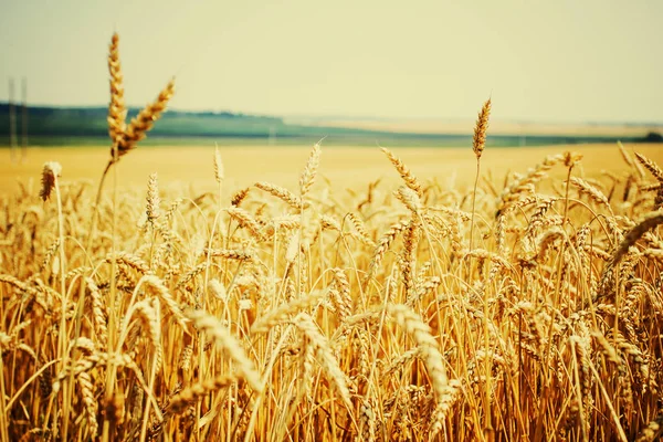 Golden Harvest Búza Fülek Területén — Stock Fotó