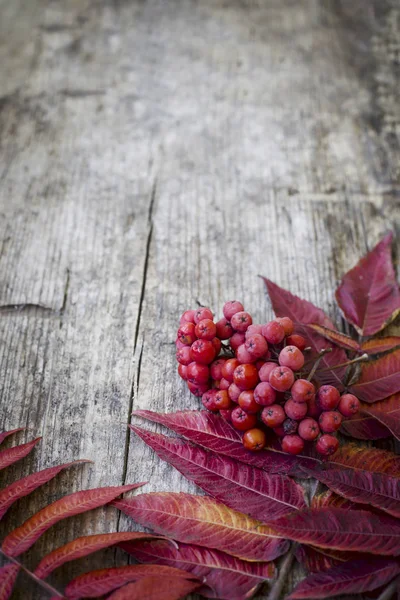 Top View Autumn Leaves Berries Placed Wooden Background — Stock Photo, Image