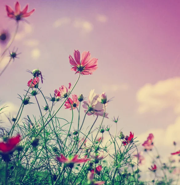 Flores Selvagens Verão Crescendo Campo — Fotografia de Stock
