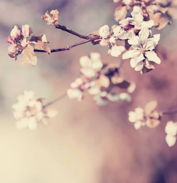 Niedliche Kleine Blumen Auf Verschwommenem Hintergrund — Stockfoto