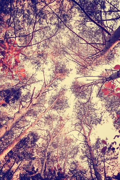 Widok Dołu Piękna Złota Jesień Gałęzie — Zdjęcie stockowe