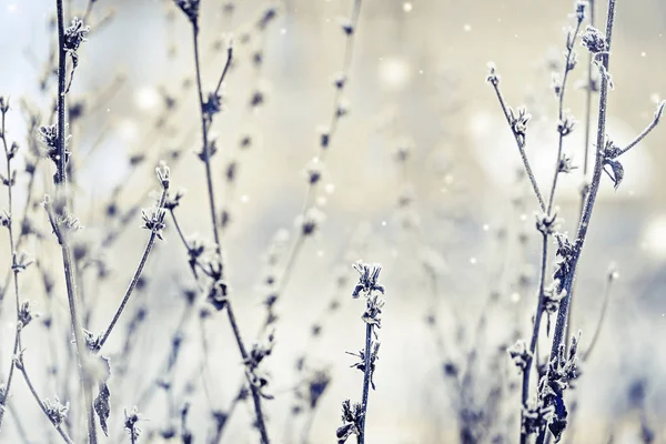 霧氷と冷凍植物のクローズ アップ ビュー — ストック写真