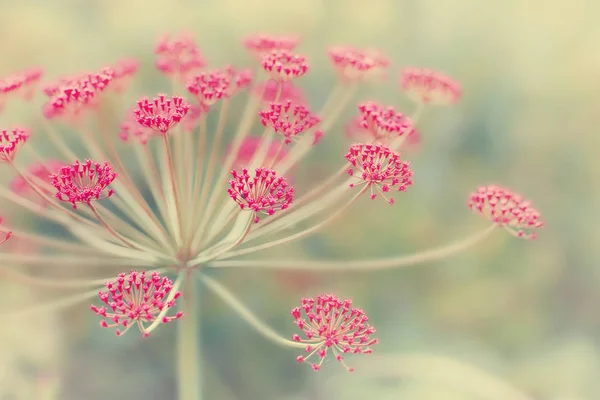 美丽的百合花特写镜头视图 选择性焦点 — 图库照片