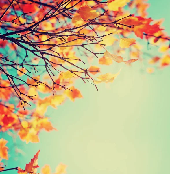 Blick Von Unten Auf Schöne Goldene Äste Herbst — Stockfoto