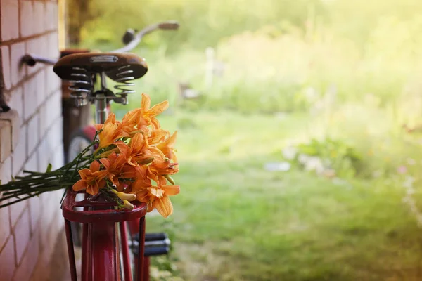 ヴィンテージ自転車に掛かっているタンポポのクローズ アップ ビュー — ストック写真