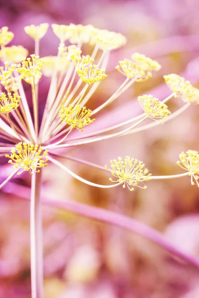 Closeup Görünümü Güzel Lily Çiçek Seçici Odak — Stok fotoğraf