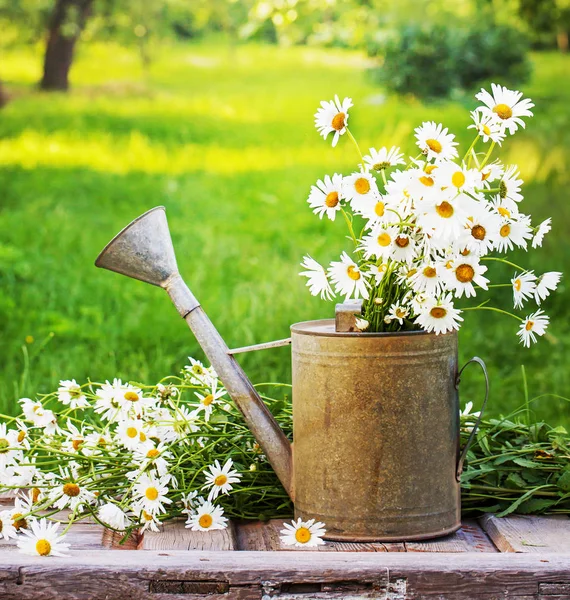 Witte Madeliefjes Oude Metalen Gieter Pot Tuin Stockfoto