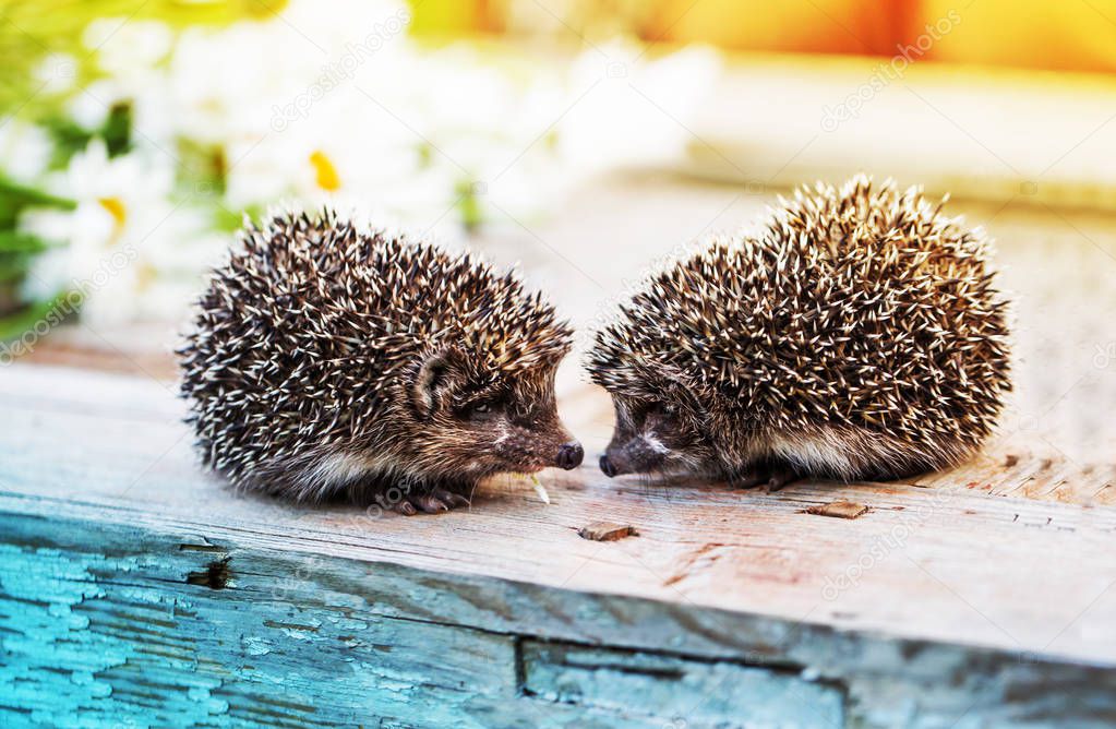 cute small hedgehogs on nature background