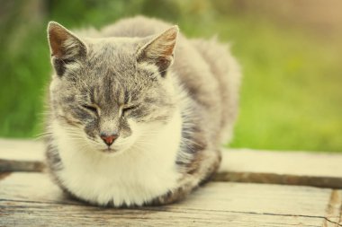 Şirin ve kabarık kedi kapalı gözler portre ile