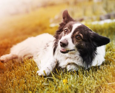 portre sevimli kenar kömür ocağı rahatlatıcı köpek park görünümünü