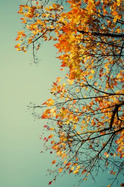 Alt görünümü güzel altın sonbahar ağaç dalları