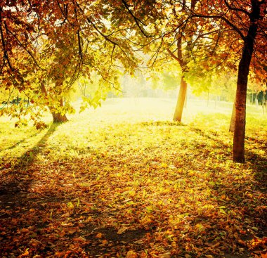 güzel sonbahar altın orman manzaralı görünüm