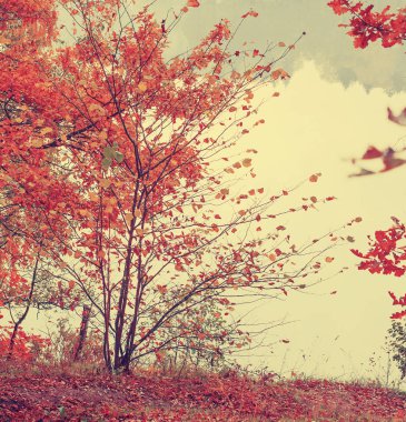 güzel sonbahar altın orman manzaralı görünüm