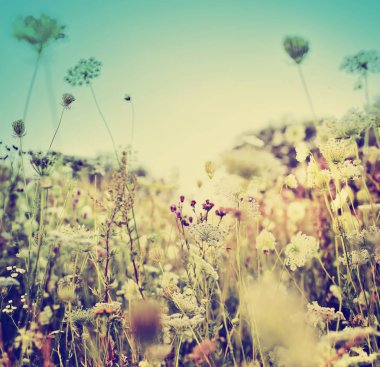 Arka plan bulanık şirin küçük çiçekler