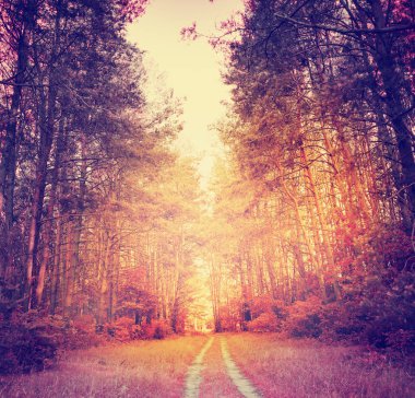 toprak yol ve orman, yatay, sıcak tonlu