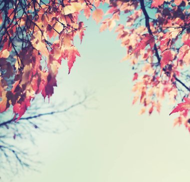 Alt görünümü güzel altın sonbahar ağaç dalları