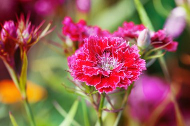 Arka plan bulanık üzerinde güzel çiçek açan çiçekler