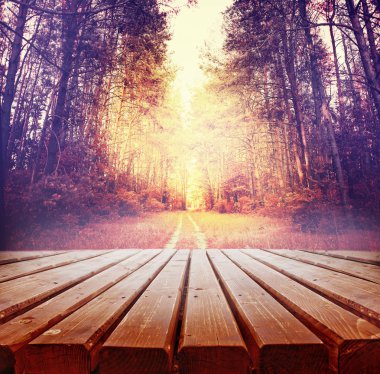 güzel sonbahar altın orman manzaralı görünüm