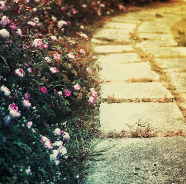 pembe peonies kırsalında yol boyunca büyüyen