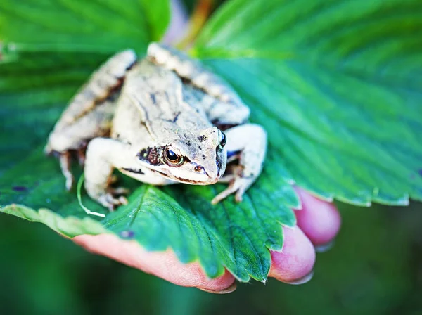 Leuke Groene Kikker Het Blaadje Aan Kant — Stockfoto