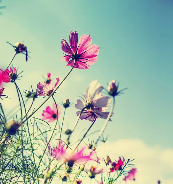 Närbild Fältet Blommor Ängen Dagtid — Stockfoto