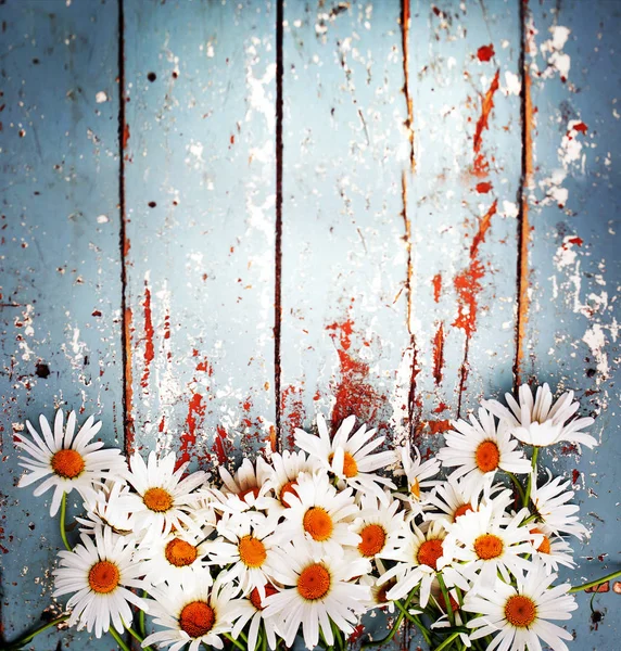在木背景五颜六色的和柔软的雏菊花 — 图库照片
