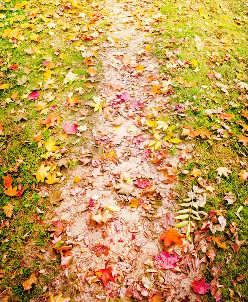 Sentier Étroit Avec Herbe Verte Feuilles Automne — Photo