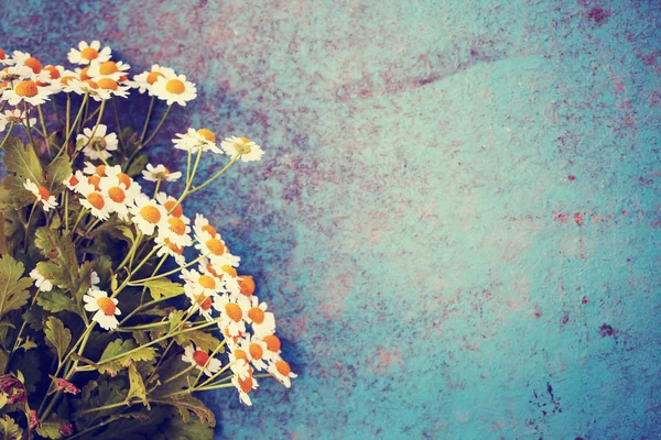 Bunte Und Weiche Gänseblümchen Blumen Auf Blauem Hintergrund — Stockfoto