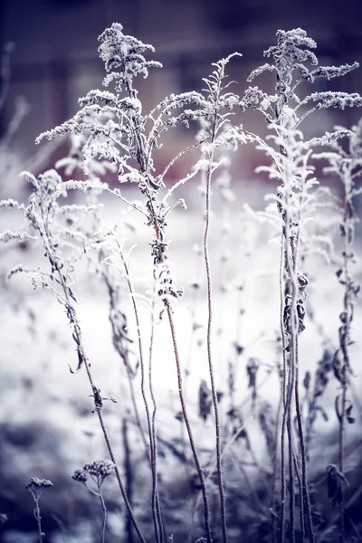 closeup view of frozen grass plants with snow