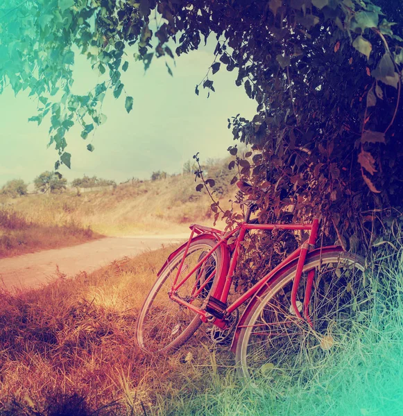 Beautiful Nature Bicycle Grassy Meadow — Stock Photo, Image