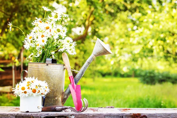 Bahçe sulama olabilir chamomiles çiçekler taze kesilmiş