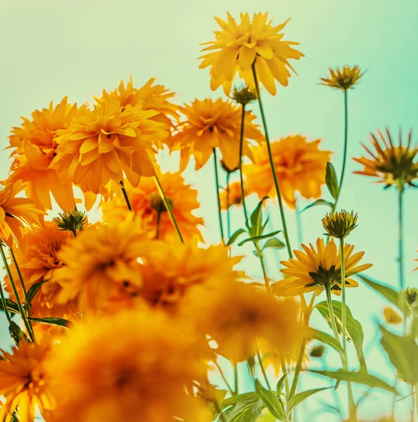 Crisantemos Amarillos Que Crecen Arbustos Jardín —  Fotos de Stock