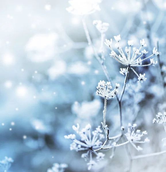 Vista Cerca Ramas Congeladas Con Nieve — Foto de Stock