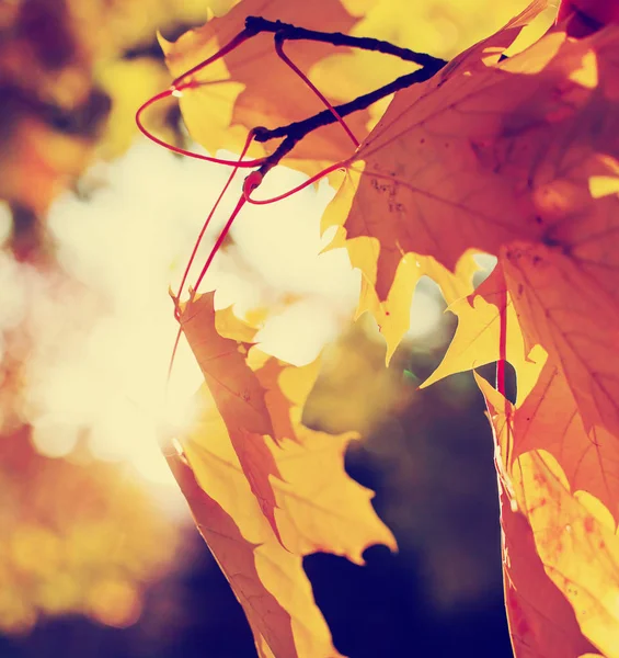 Kolorowe Liście Jesiennym Parku — Zdjęcie stockowe