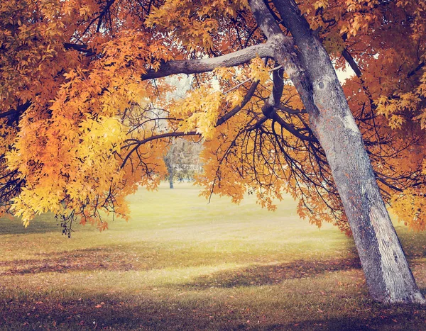 Scenic View Beautiful Autumn Golden Forest — Stock Photo, Image