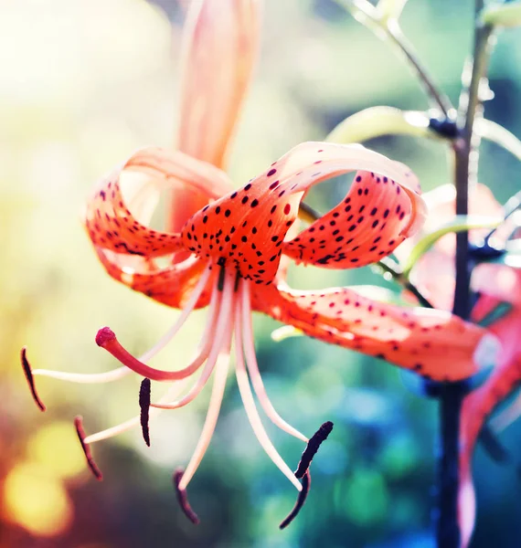 Hermosas Flores Flor Sobre Fondo Borroso — Foto de Stock