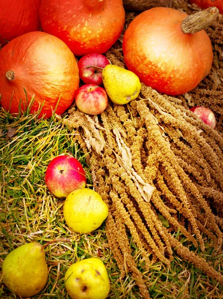 Fresh Orange Pumpkins Grass Autumn Season — Stock Photo, Image