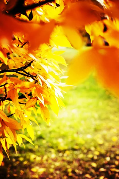 风景秀丽的秋天金黄森林 — 图库照片