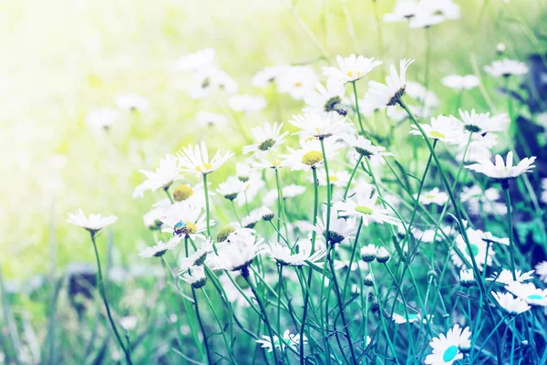 Çim Zemin Üzerine Renkli Yumuşak Papatya Çiçekler — Stok fotoğraf